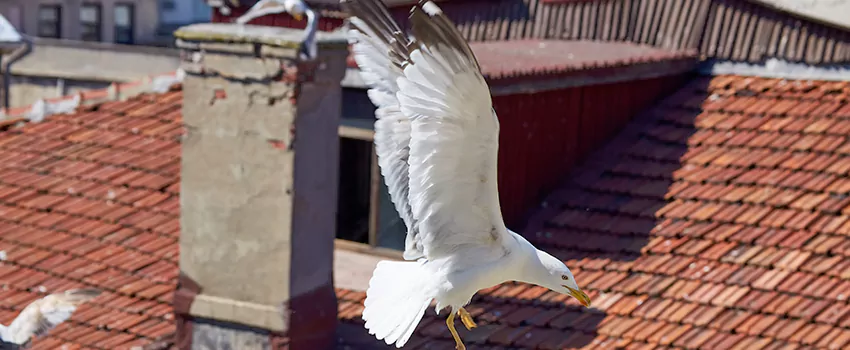 Residential Chimney Animal Removal Solution in Douglasville, GA